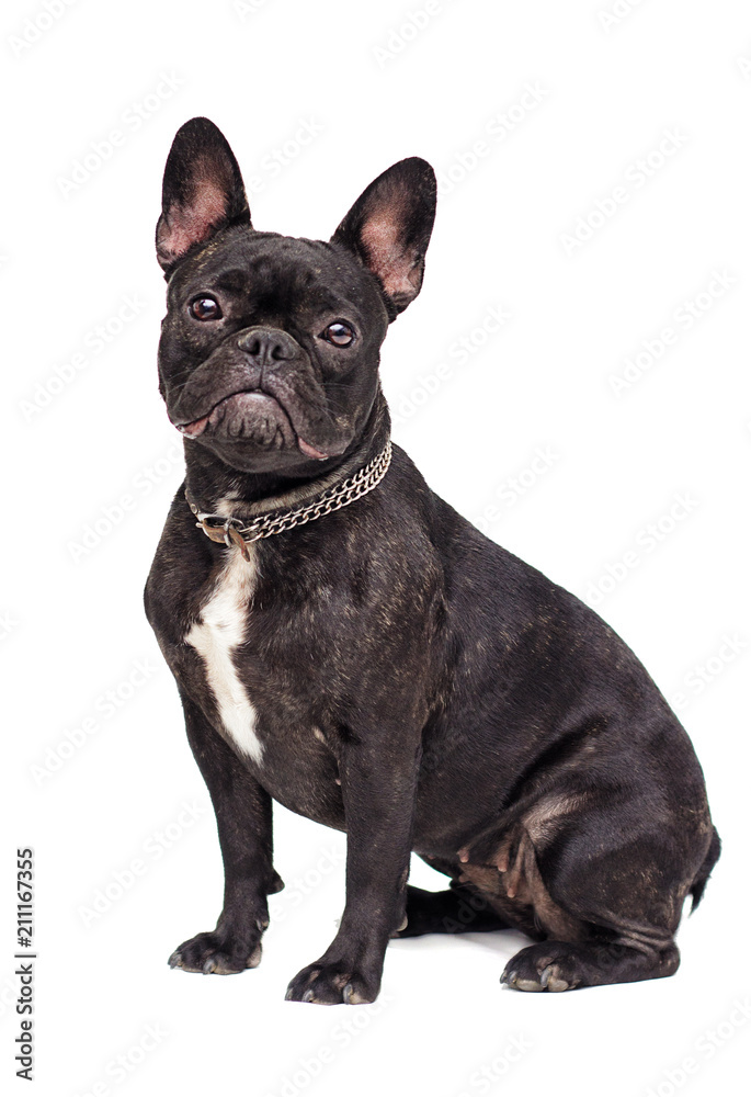 French Bulldog dog on white background French Bulldog dog on white background