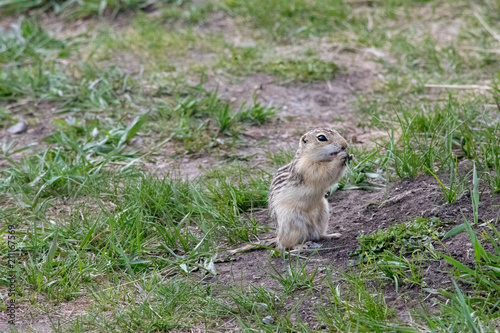 The thirteen lined ground squirel (Ictidomys tridecemlineatus) is known as the striped gopher, lopard ground squirrel, squinney and the leopard-spermophile and is a ground squirrel.