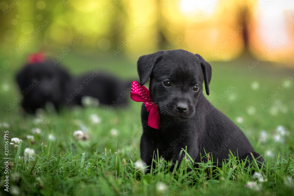 puppies in the grass with bow
 - obrazy, fototapety, plakaty 