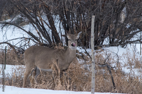 Fototapeta Naklejka Na Ścianę i Meble -  White Tailed Deer (Odocoileus Virginianus), Inglewood Bird Santucary, Calgary, Alberta, Canada.