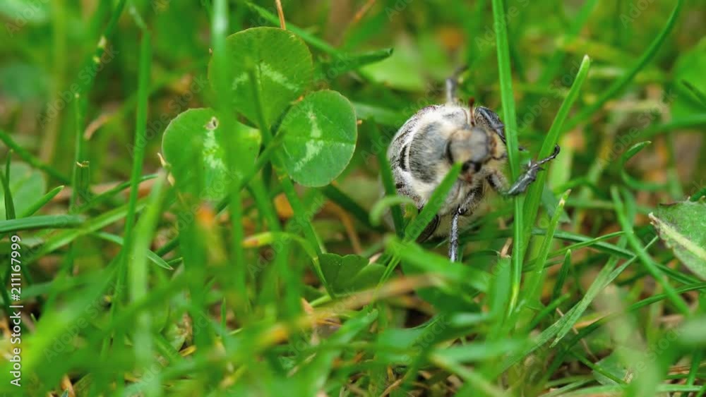 May-bug beetle in grass