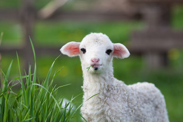 Ingelijste posters Schaap Schattig lammetje in lentewei  © Melinda Nagy