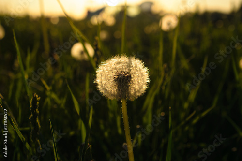 Dandelion on the sunset