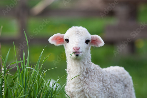 portrait of cute little lamb grazing in green spring meadow