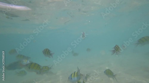 Snorkeling in Phuket, Thailand! part 3 photo