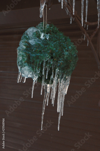 ice-covered green decorative plant with hanging icicles
