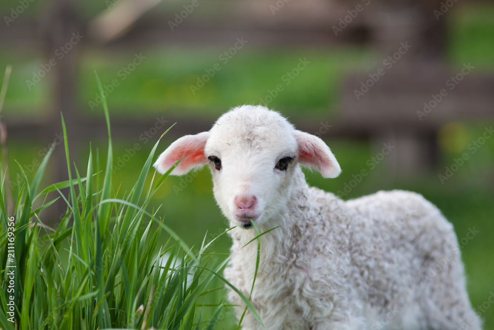 Naklejka premium portrait of cute little lamb grazing in green spring meadow