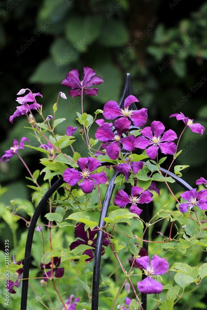Clematis in Lila Etoile Violette Clematis in Lila Etoile Violette