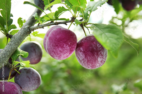 Closeup of delicious ripe plums on tree branch in garden