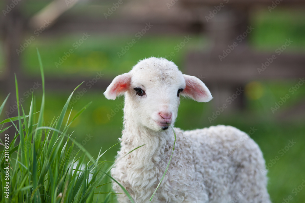portrait of cute little lamb grazing in green spring meadow portrait of cute little lamb grazing in green spring meadow