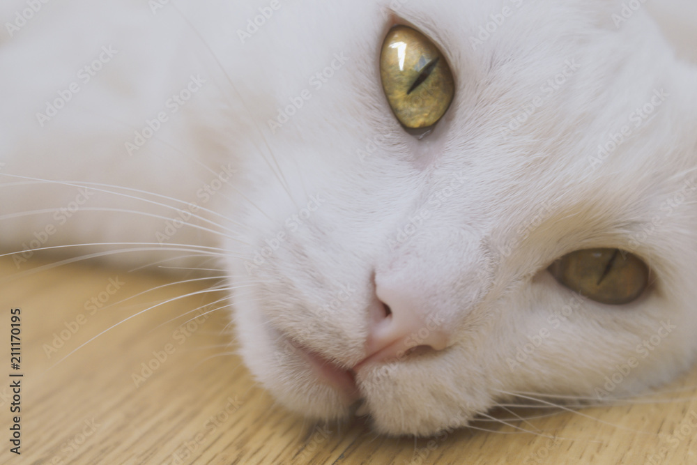 muzzle of a white cat with bright yellow eyes close-up muzzle of a white cat with bright yellow eyes close-up