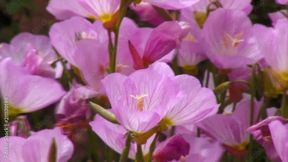 Close up View of Flowers, Napa Valley Close up View of Flowers, Napa Valley