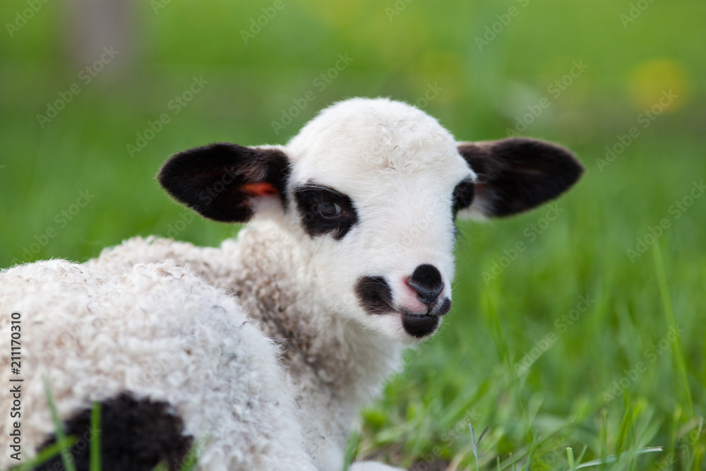 portrait of cute little lamb grazing in green spring meadow portrait of cute little lamb grazing in green spring meadow