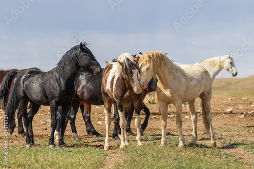 Fototapeta Naklejka Na Ścianę i Meble -  Wild Horses in Summer in the Utah Desert