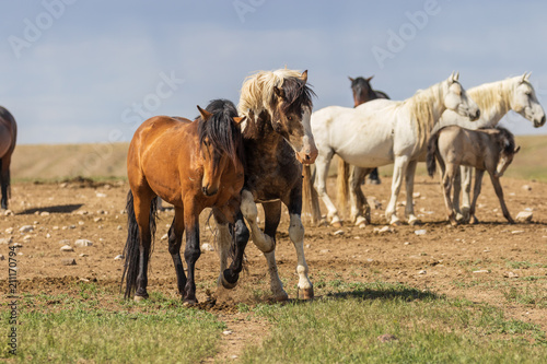 Wild Horses in Summer in the Utah Desert