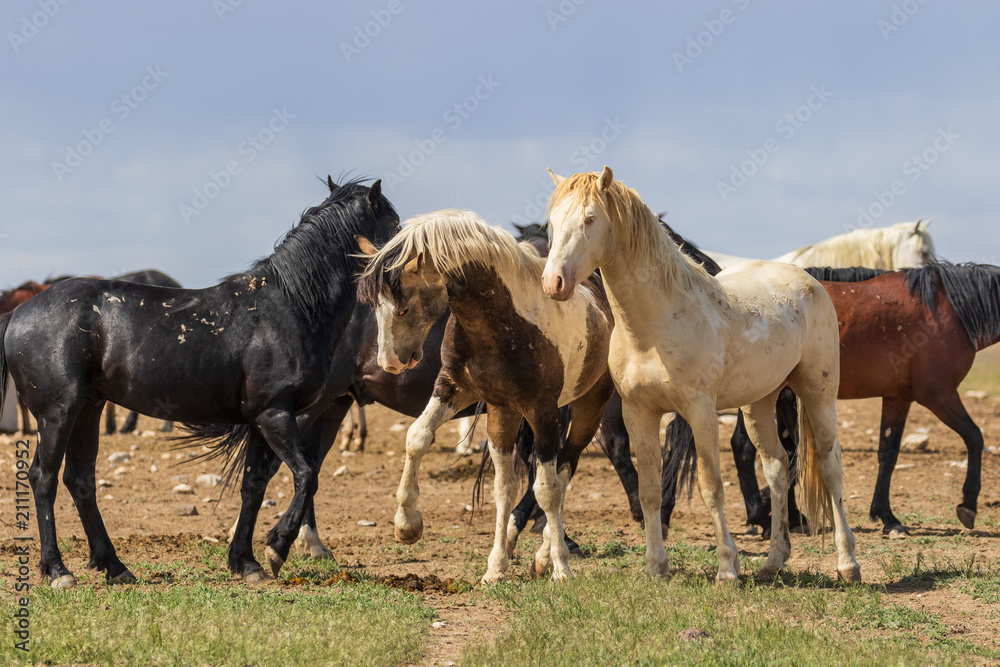 Wild Horses in Summer in the Utah Desert