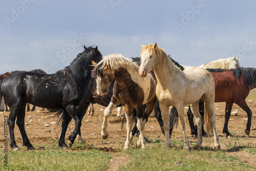 Wild Horses in Summer in the Utah Desert