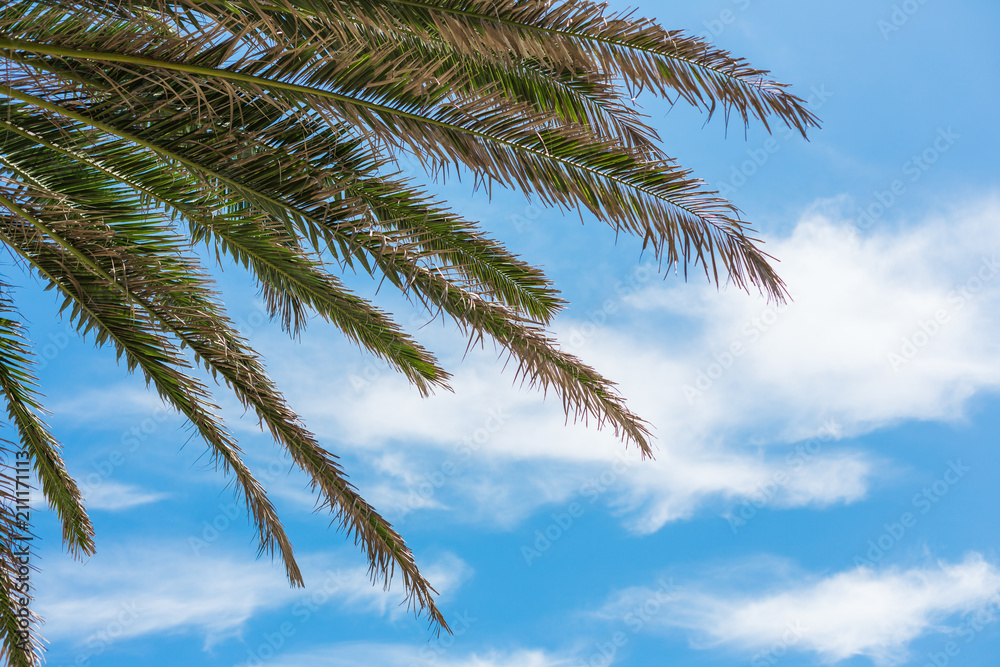 Palm trees on blue sky and white clouds Palm trees on blue sky and white clouds