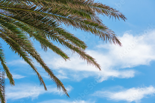 Palm trees on blue sky and white clouds © lizaelesina