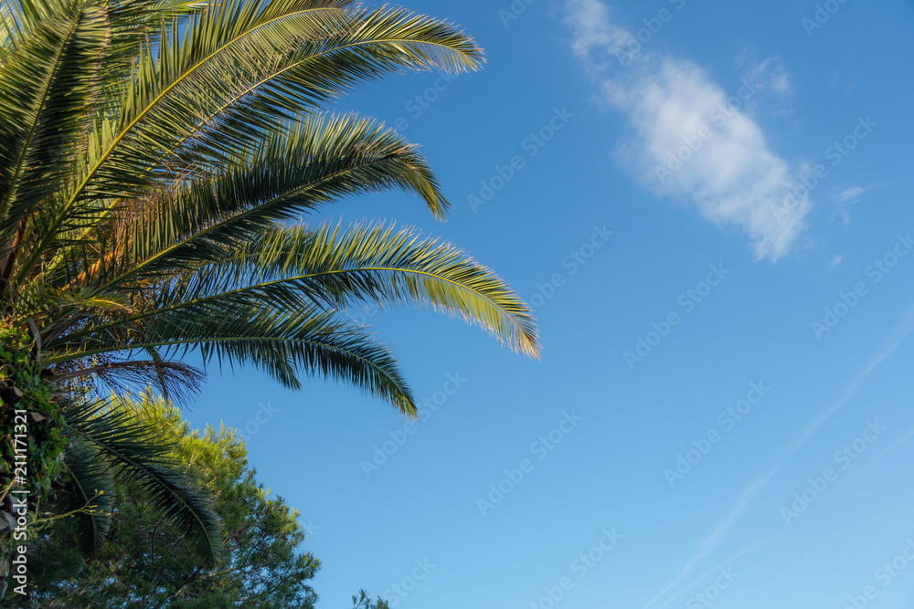 Palm trees on blue sky and white clouds