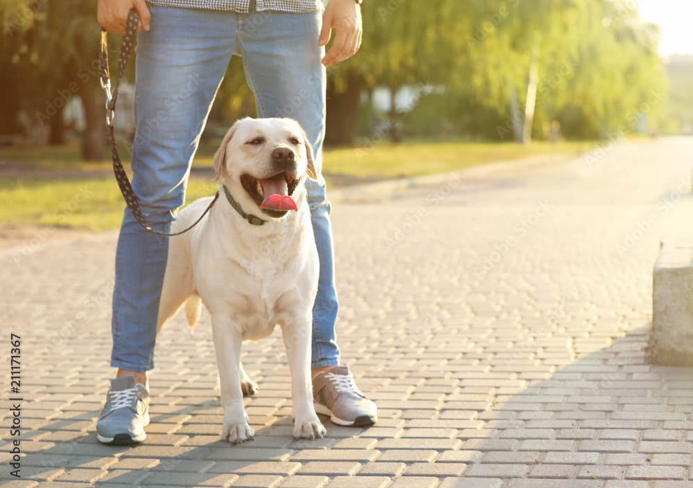 Owner walking his yellow labrador retriever outdoors Owner walking his yellow labrador retriever outdoors