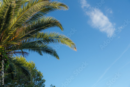 Palm trees on blue sky and white clouds