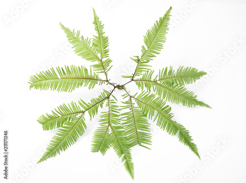 Beautiful tropical fern leaf on white background