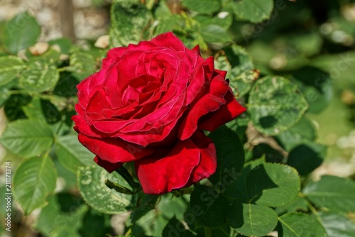 big red bud of a rose on a stem of a bush in a green garden