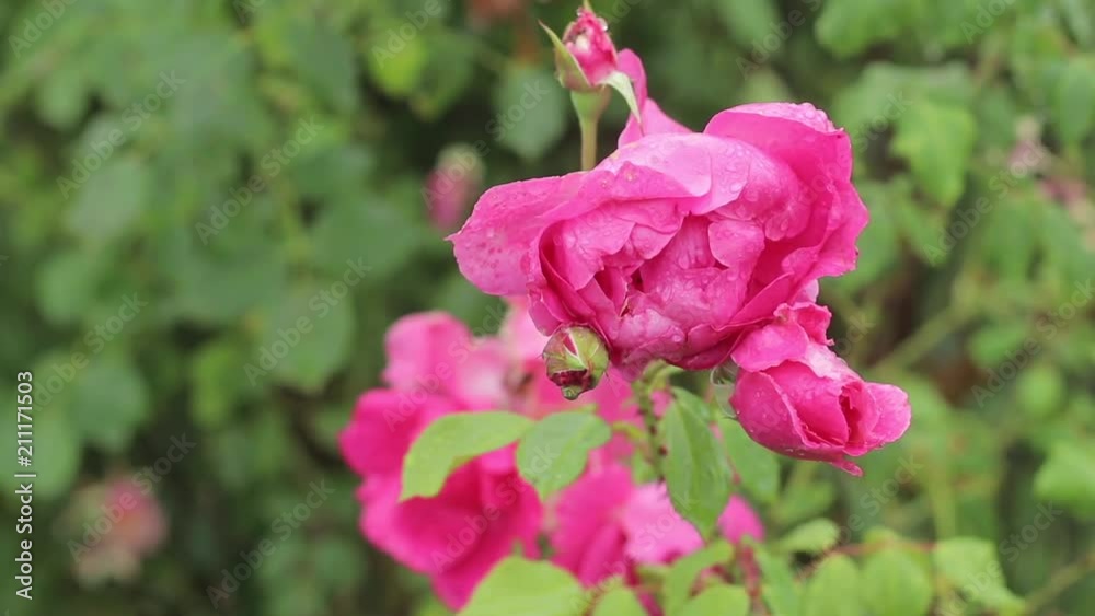 Bright pink garden roses raindrops woman hands tenderness concept Bright pink garden roses raindrops woman hands tenderness concept
