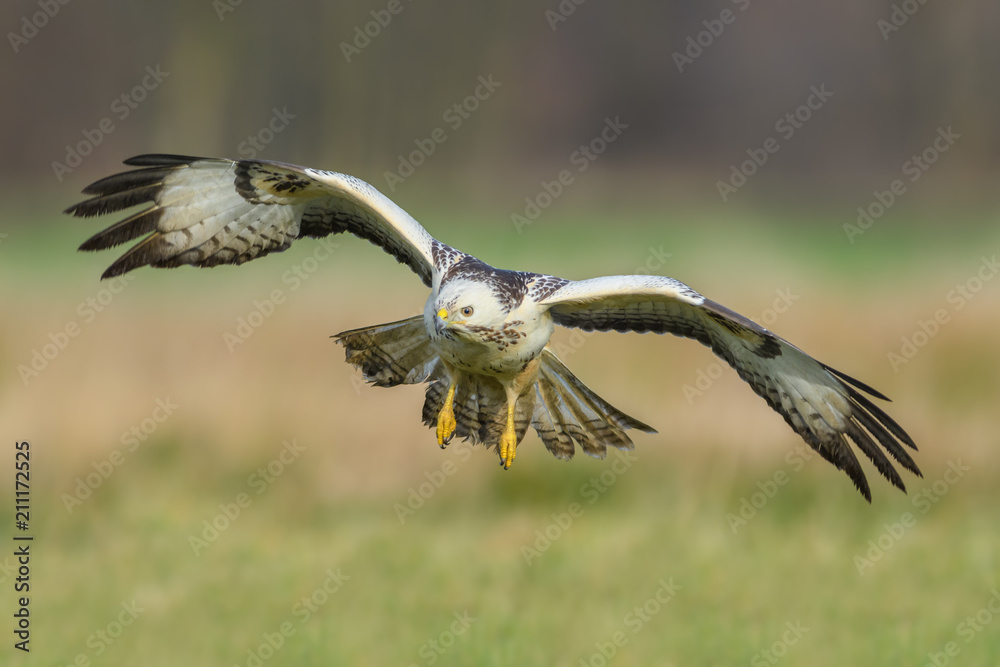 Fototapeta premium Flight over the meadow/Common Buzzard
