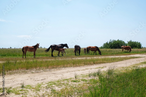Domestic horses in pasture on summer day