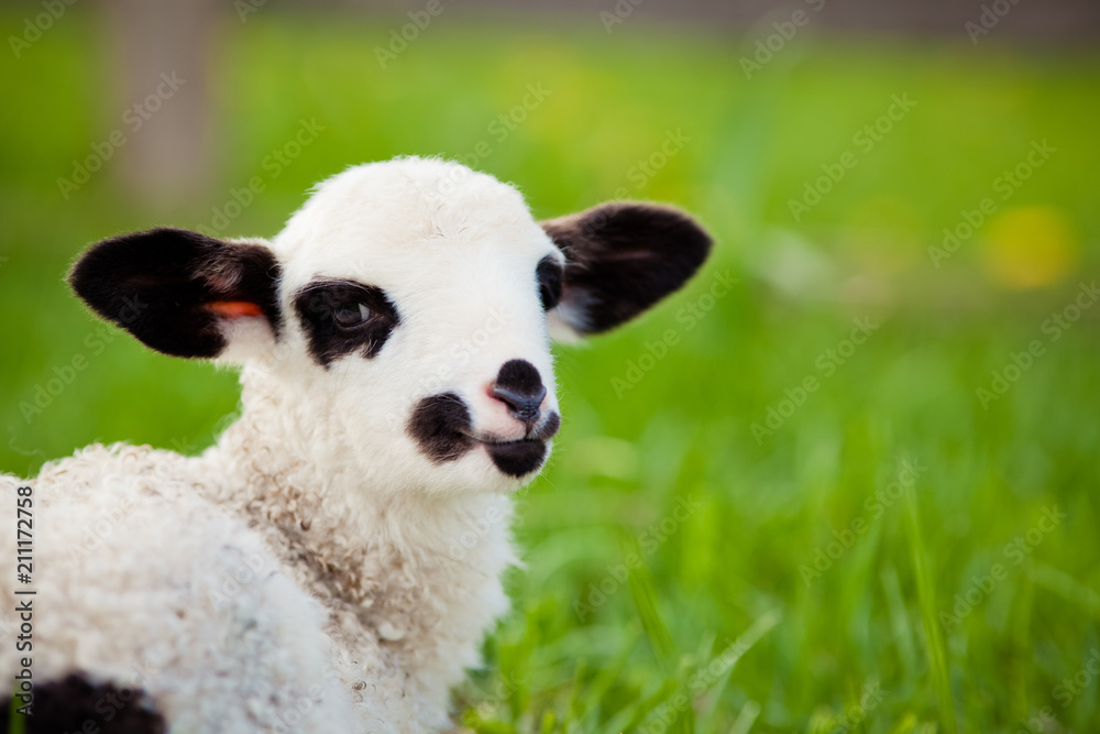 portrait of cute little lamb grazing in green spring meadow portrait of cute little lamb grazing in green spring meadow