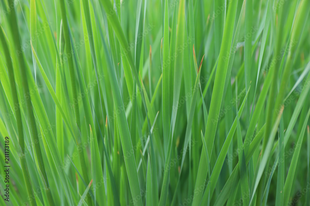 fresh bright grass in the summer meadow fresh bright grass in the summer meadow