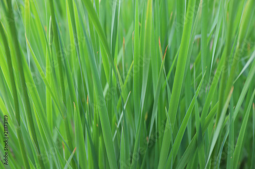 fresh bright grass in the summer meadow