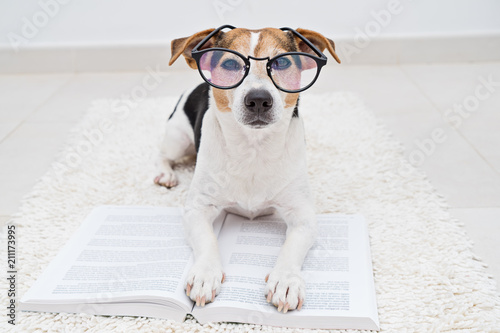 Fototapeta Naklejka Na Ścianę i Meble -  Smart cute jack russell terrier dog lying with open book in eyeglasses on white carpet and looking at camera. Back to school concept