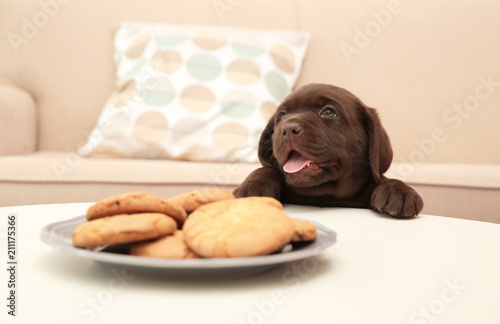 Chocolate Labrador Retriever puppy near plate with cookies indoors
