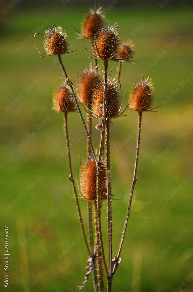 Thistle in the sunset on a green background Thistle in the sunset on a green background