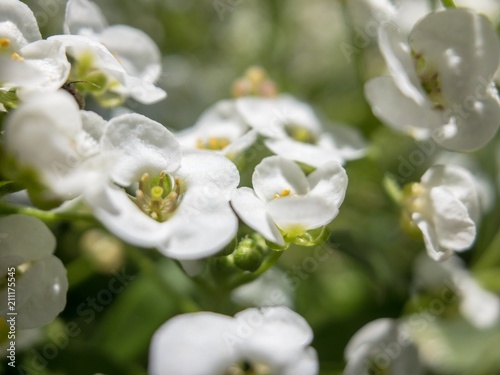 White Allysum flowers on a sunny summer day photo