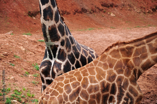 Canvas Print bodies of giraffes in different brown shades