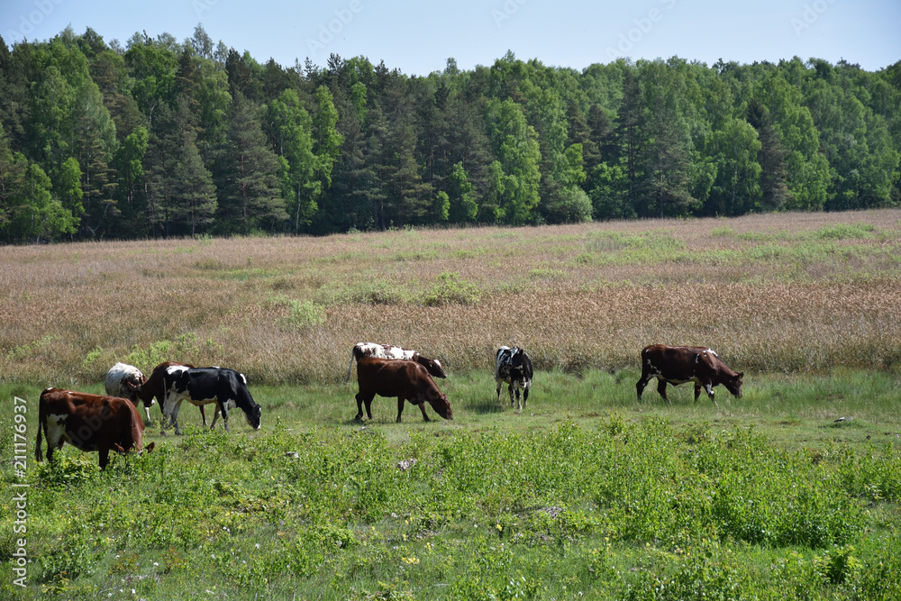 Grazing cows in a marshland