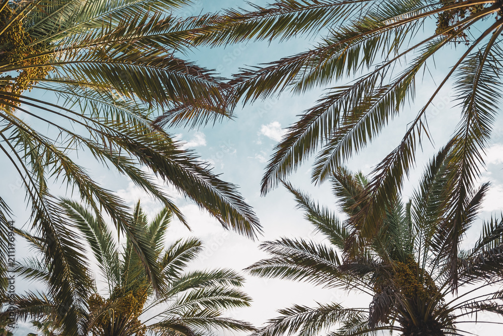 Palm trees with blue sky in the background seen from below with a retro style, Miami Beach, Florida