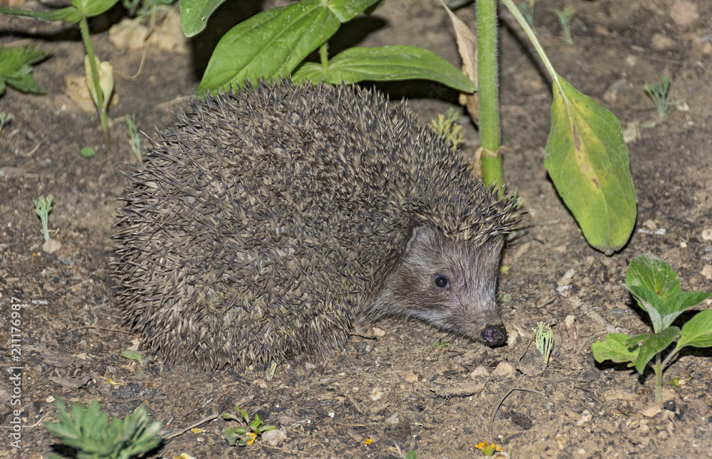 a common eastern european hedgehog in a garden in Arad, Israel a common eastern european hedgehog in a garden in Arad, Israel