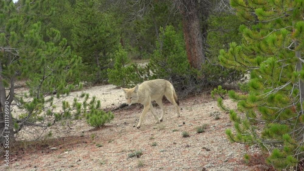 Coyote Slowly Coming Out From Behind The Pine Tree Coyote Slowly Coming Out From Behind The Pine Tree