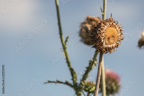 Dried Sunflowers or Wildflowers photo