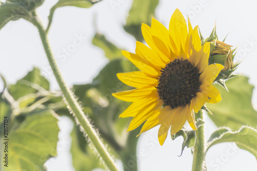 Sunflowers photo