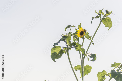 Sunflowers photo