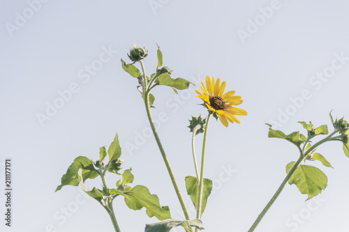 Sunflowers photo