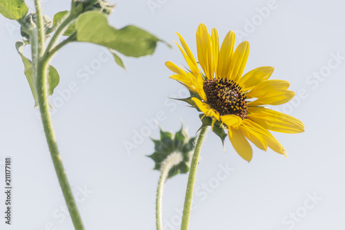 Sunflowers photo