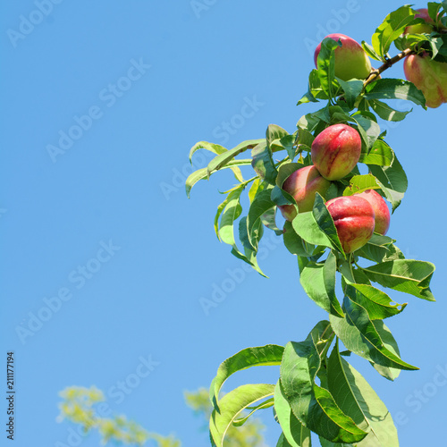 Branch of a nectarine tree full of ripe fruits, against a bright blue sky. photo