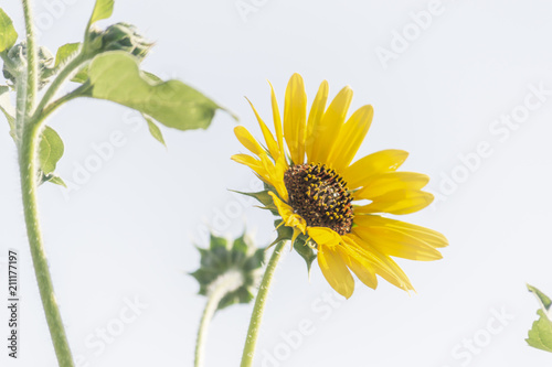 Sunflowers photo